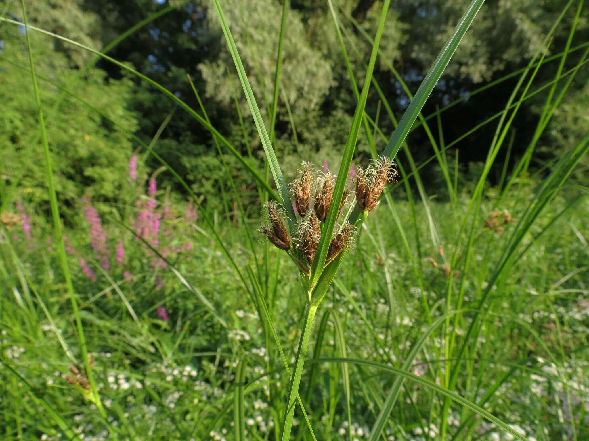 Imagem de Bolboschoenus laticarpus Marhold, Hroudová, Duchácek & Zákr.