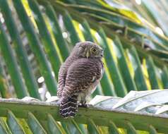 Image of Asian Barred Owlet