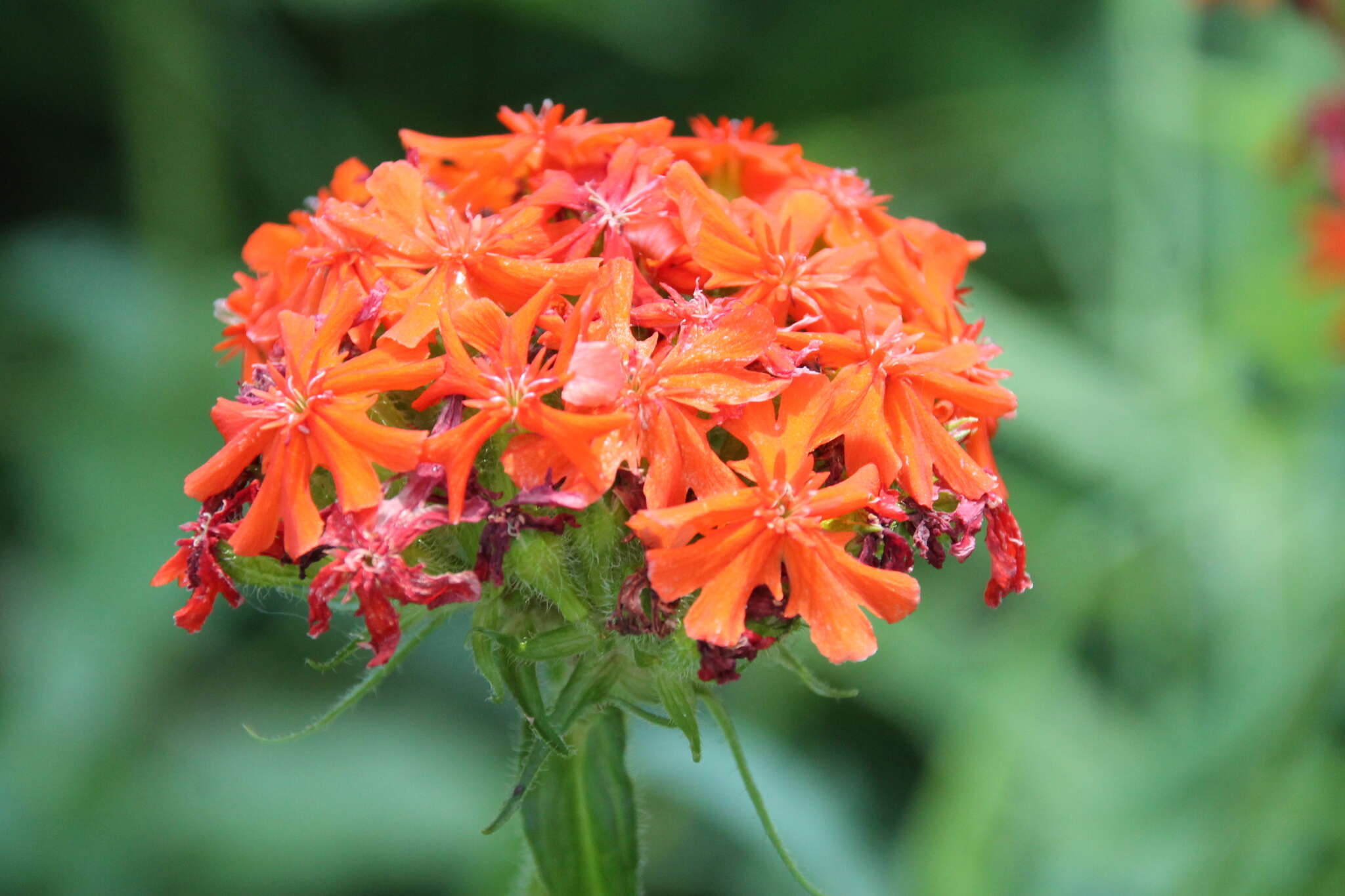 صورة Silene chalcedonica (L.) E. H. L. Krause