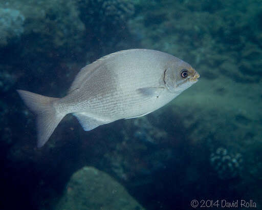 Image of Hawaiian chub