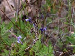 Image of Lavandula canariensis subsp. canariensis