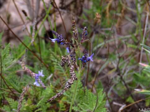 Image of Tenerifan Lavender