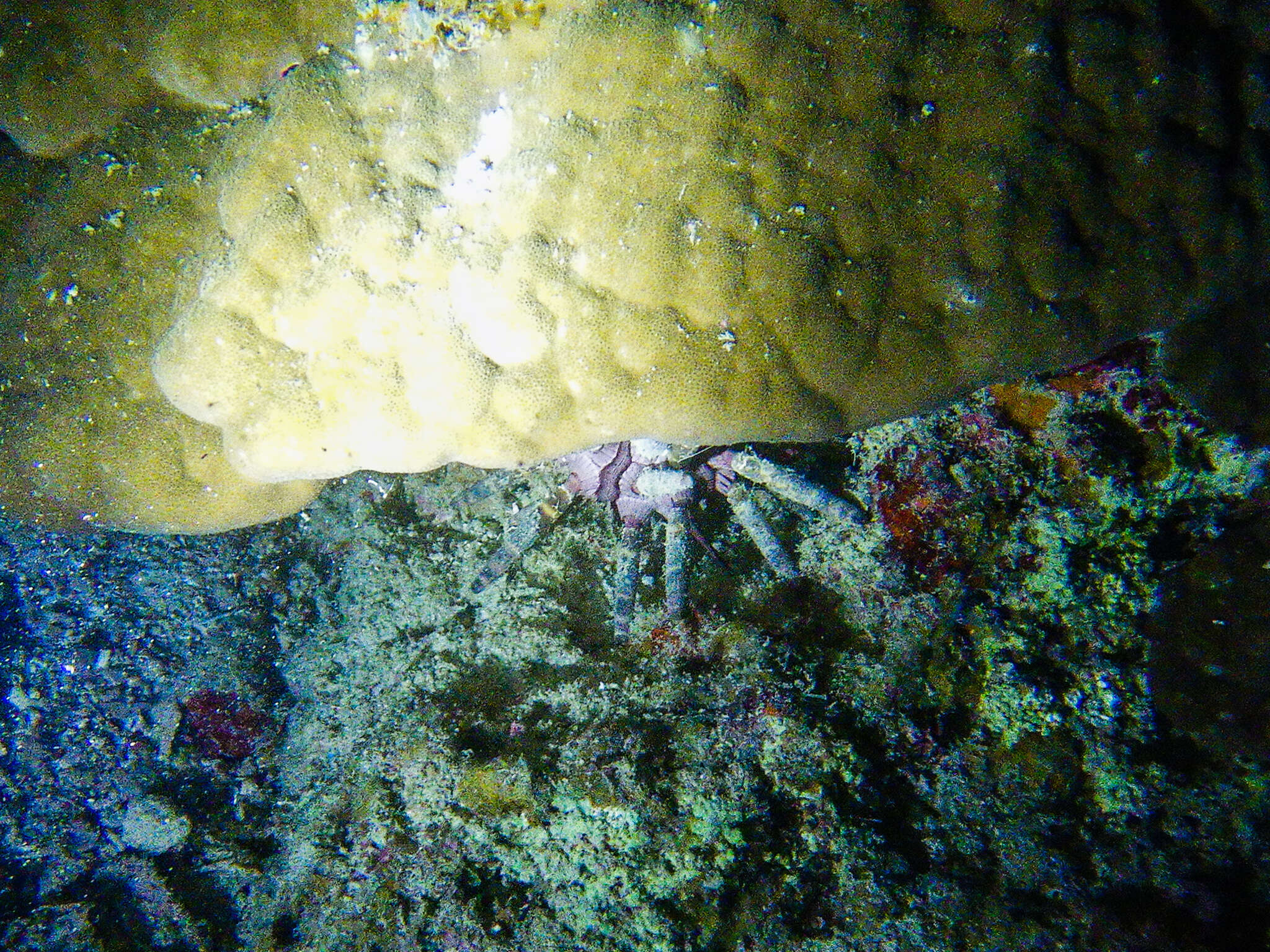 Image of Imperial urchin