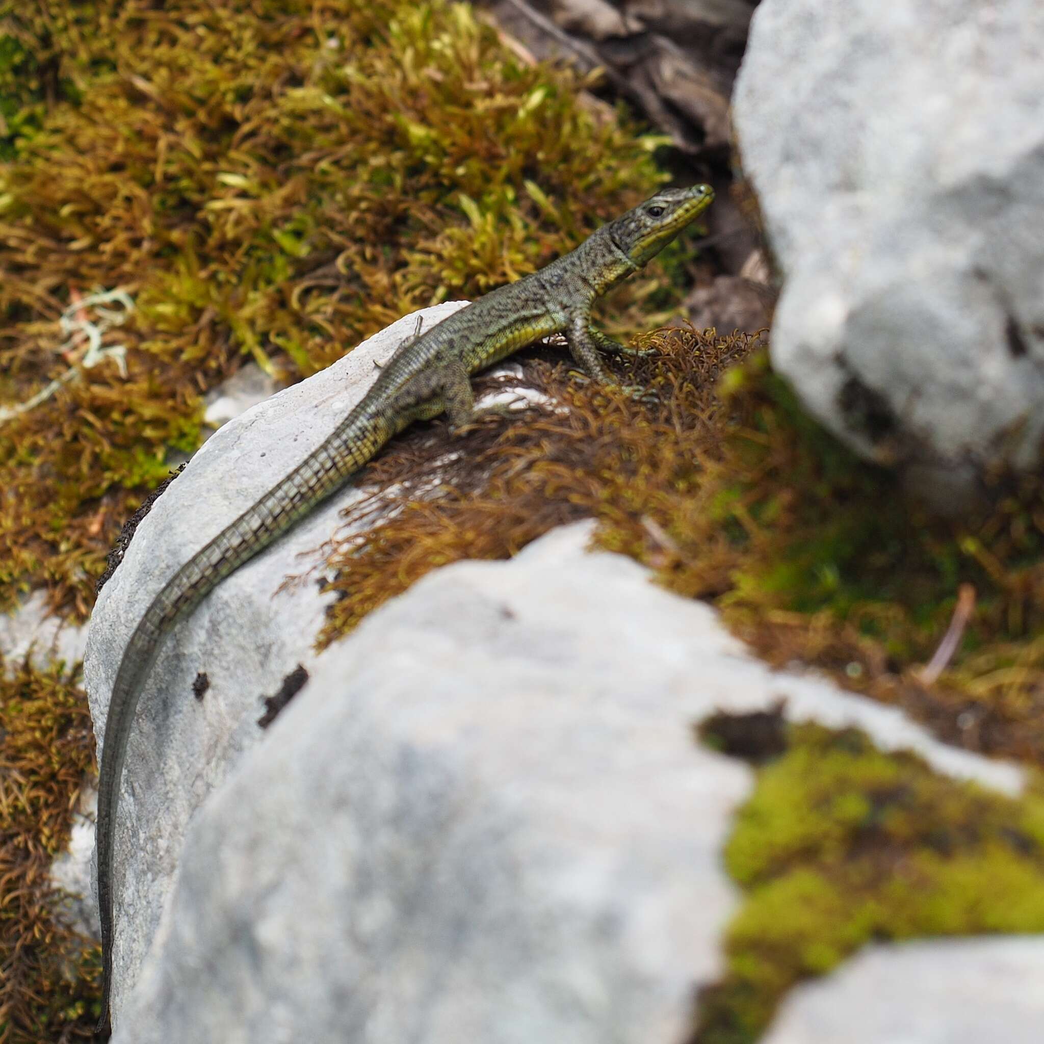 Image of Mosor rock lizard