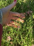 Image of fumitory