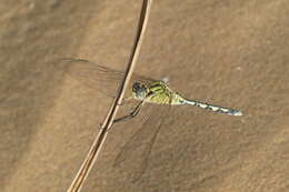 Image of Long Skimmer