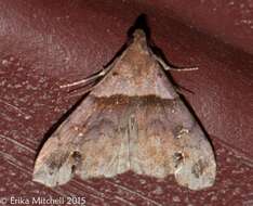 Image of Ambiguous Moth