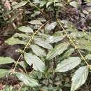 Image of Lasianthus micranthus Hook. fil.