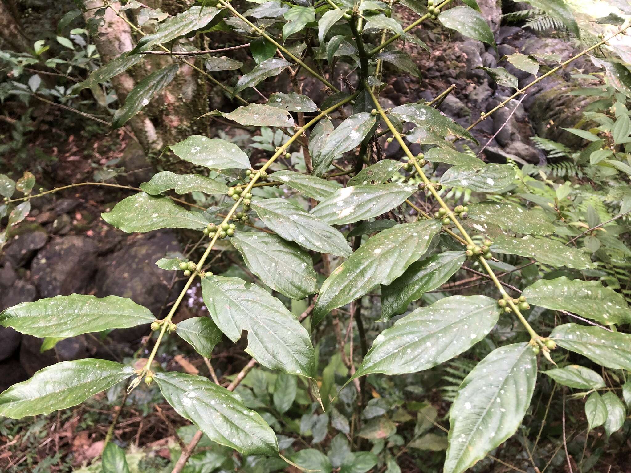 Image of Lasianthus micranthus Hook. fil.