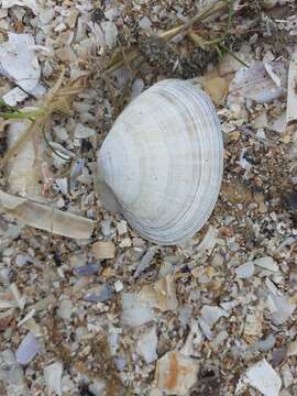 Image of rayed trough clam