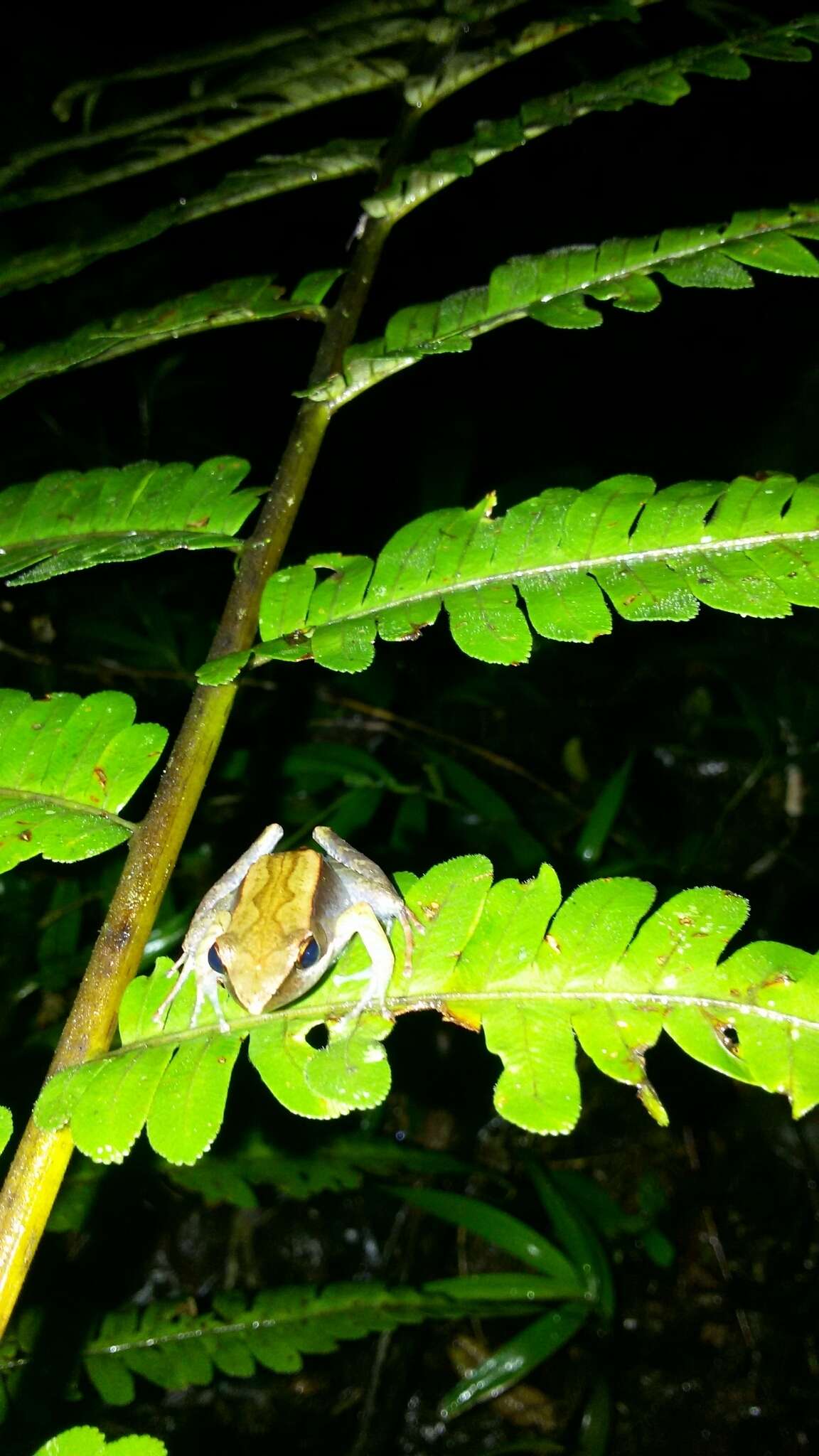 Image of Central Madagascar Frog