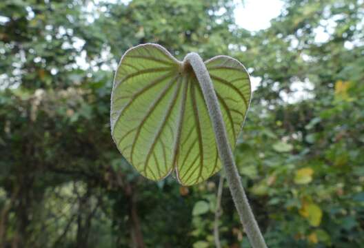 Image of Bauhinia vahlii Wight & Arn.