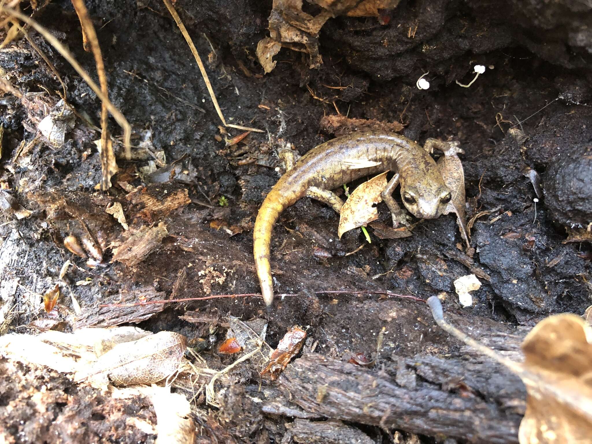 Image of Samwel Shasta Salamander