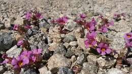 Image of Bigelow's monkeyflower