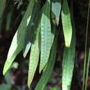 Image of Pleopeltis mexicana (Fée) Mickel & Beitel