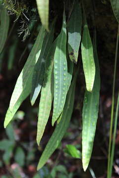 Image of Pleopeltis mexicana (Fée) Mickel & Beitel