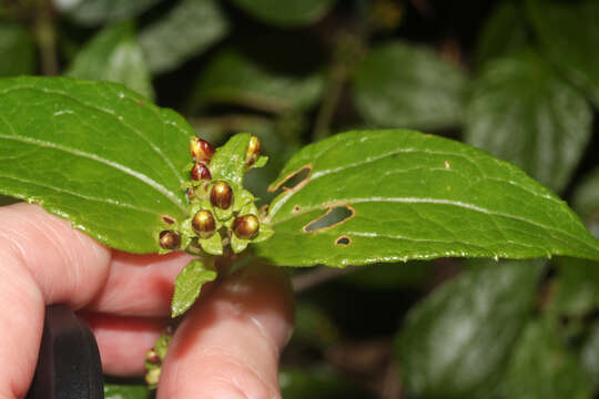 Plancia ëd Calea jamaicensis (L.) L.