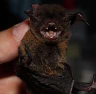 Image of Brazilian brown bat