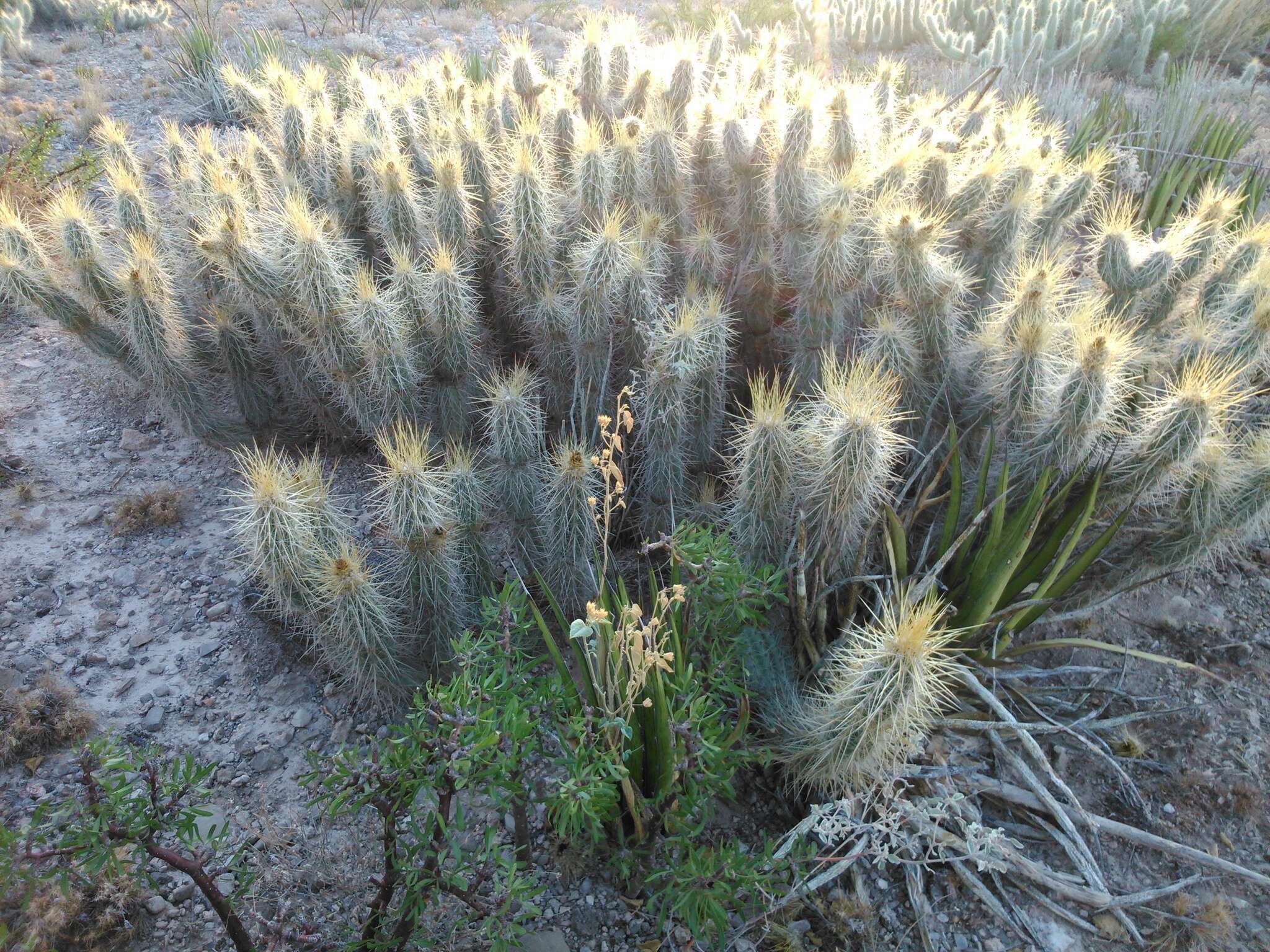 Image of Grusonia bradtiana (J. M. Coult.) Britton & Rose