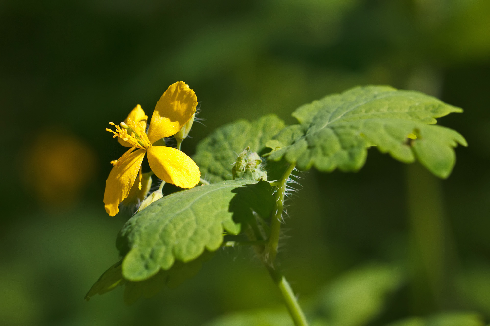 Chelidonium majus (rights holder: Sarah Gregg)