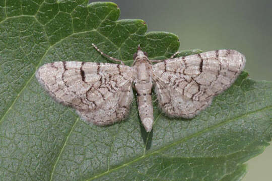 Image of Eupithecia silenicolata Mabille 1866