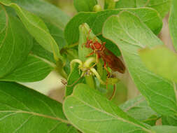 Image of Polistes apachus de Saussure 1857