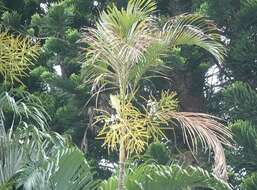 Image of betel palm