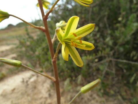 Image of Albuca suaveolens (Jacq.) J. C. Manning & Goldblatt