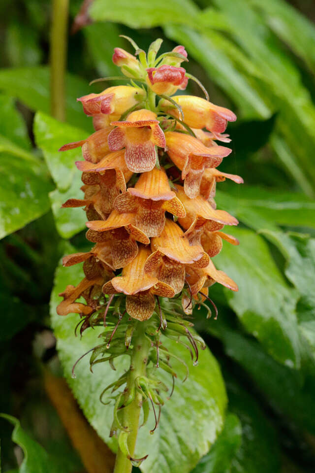 Image de Digitalis sceptrum L. fil.