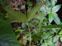 Image of Mercurialis leiocarpa Siebold & Zucc.