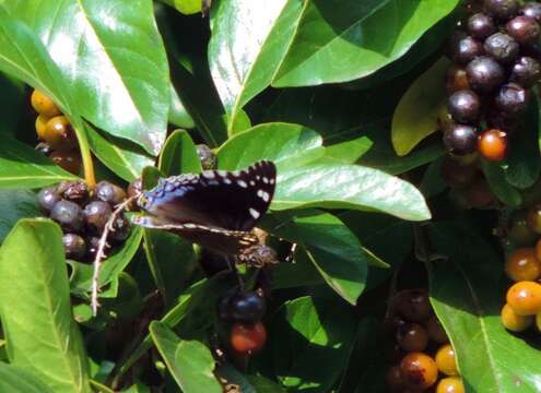 Image of Blue-spangled Charaxes