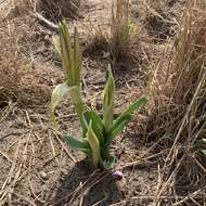 Image of Crinum crassicaule Baker