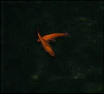 Image of Goldfish