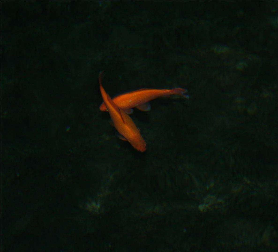 Image of Goldfish