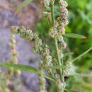 Chenopodium striatiforme J. Murr的圖片