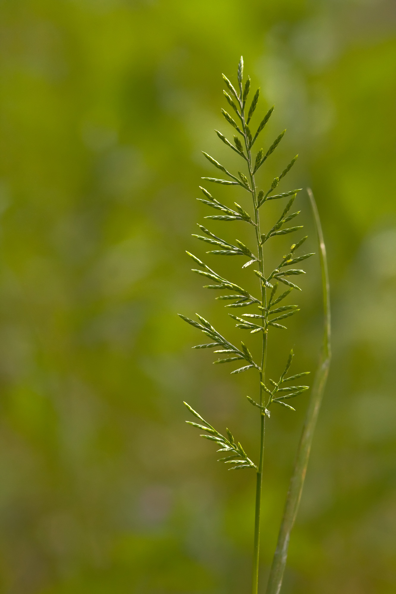 Image of ferngrass