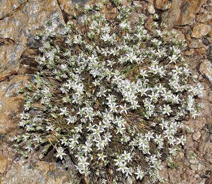 Image of Arenaria armerina Bory