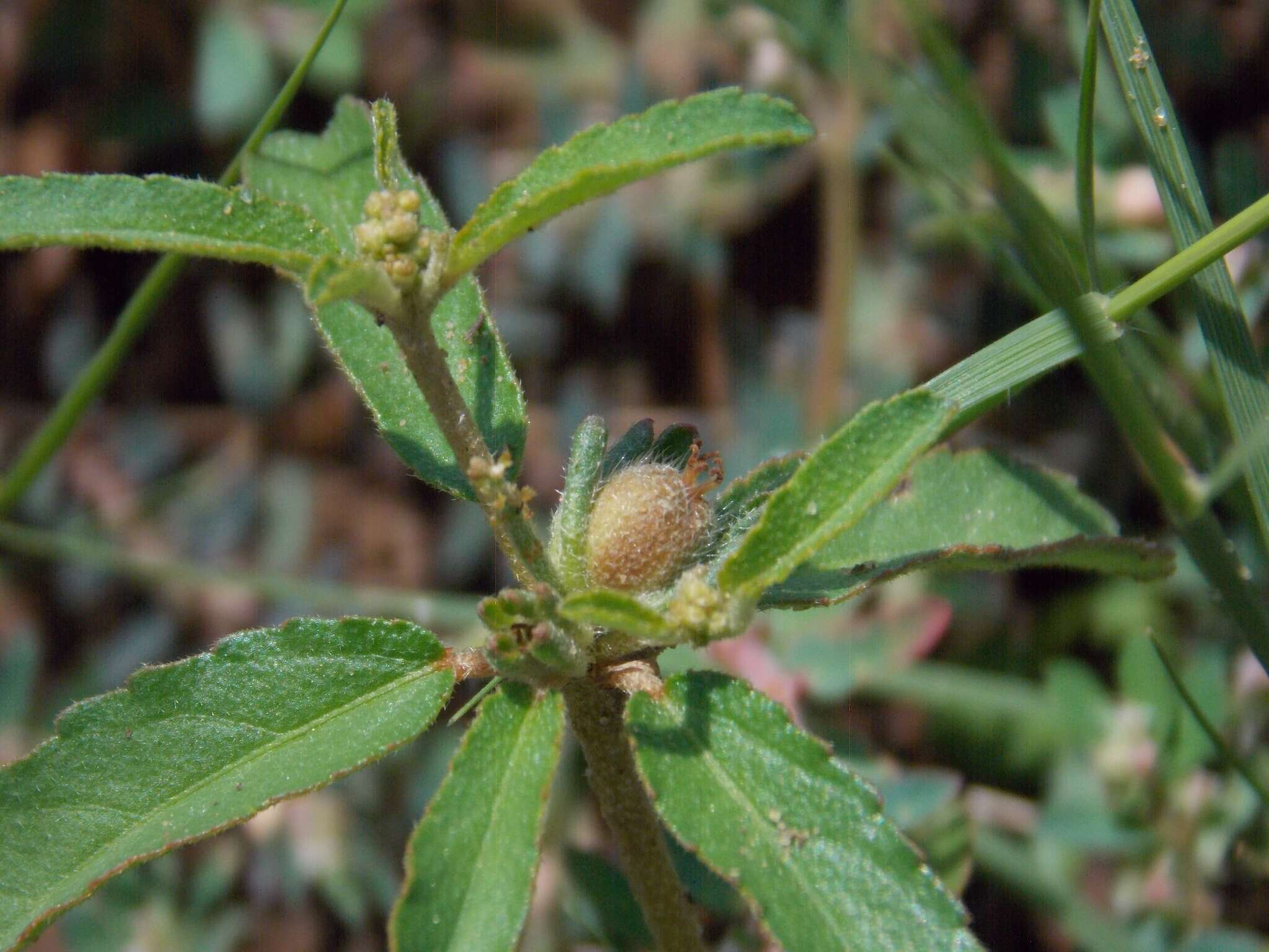 Image of Lindheimer's croton