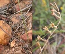 Plancia ëd Dipcadi brevifolium (Thunb.) Fourc.