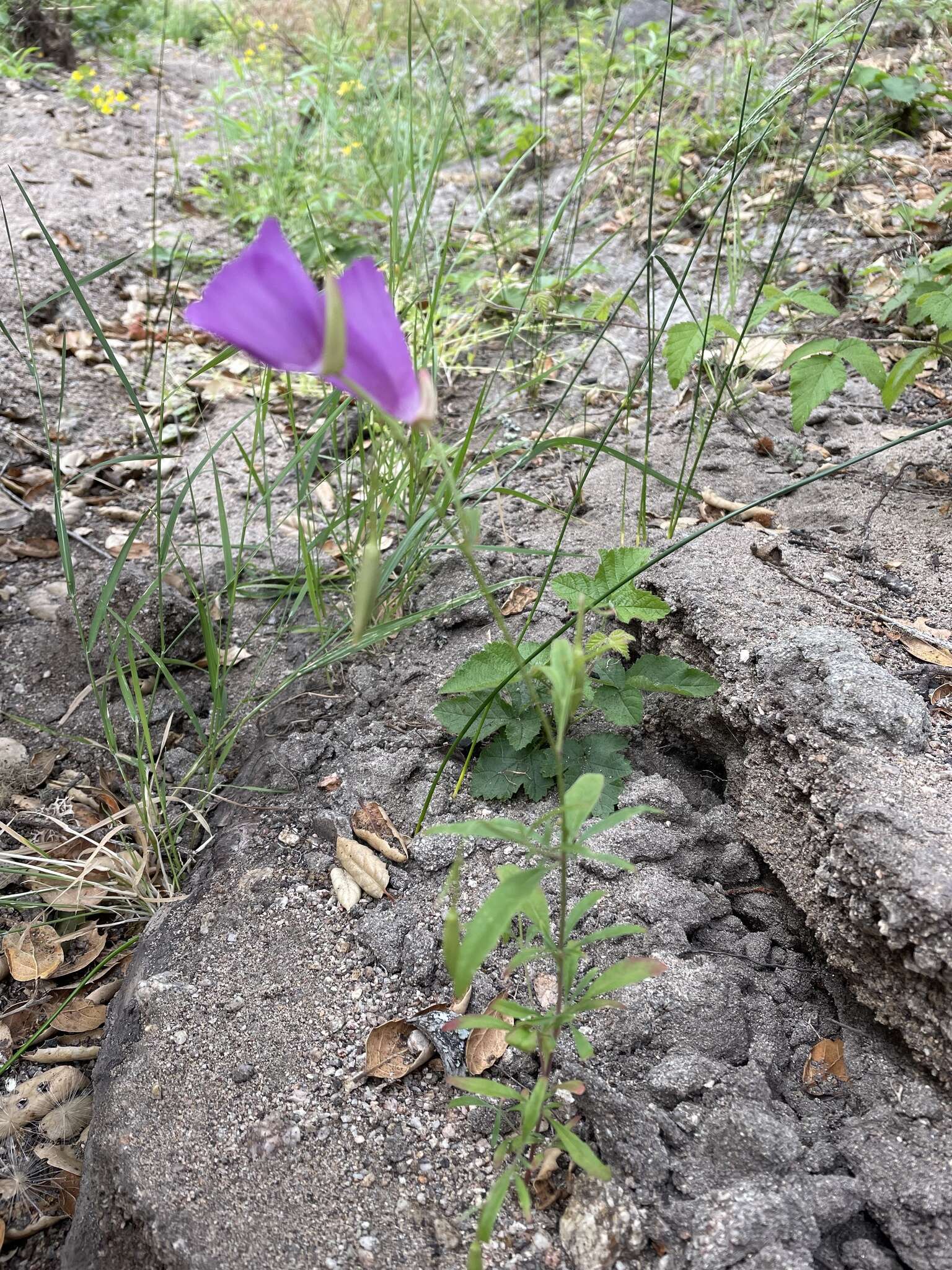 Plancia ëd Clarkia lewisii P. H. Raven & D. R. Parnell