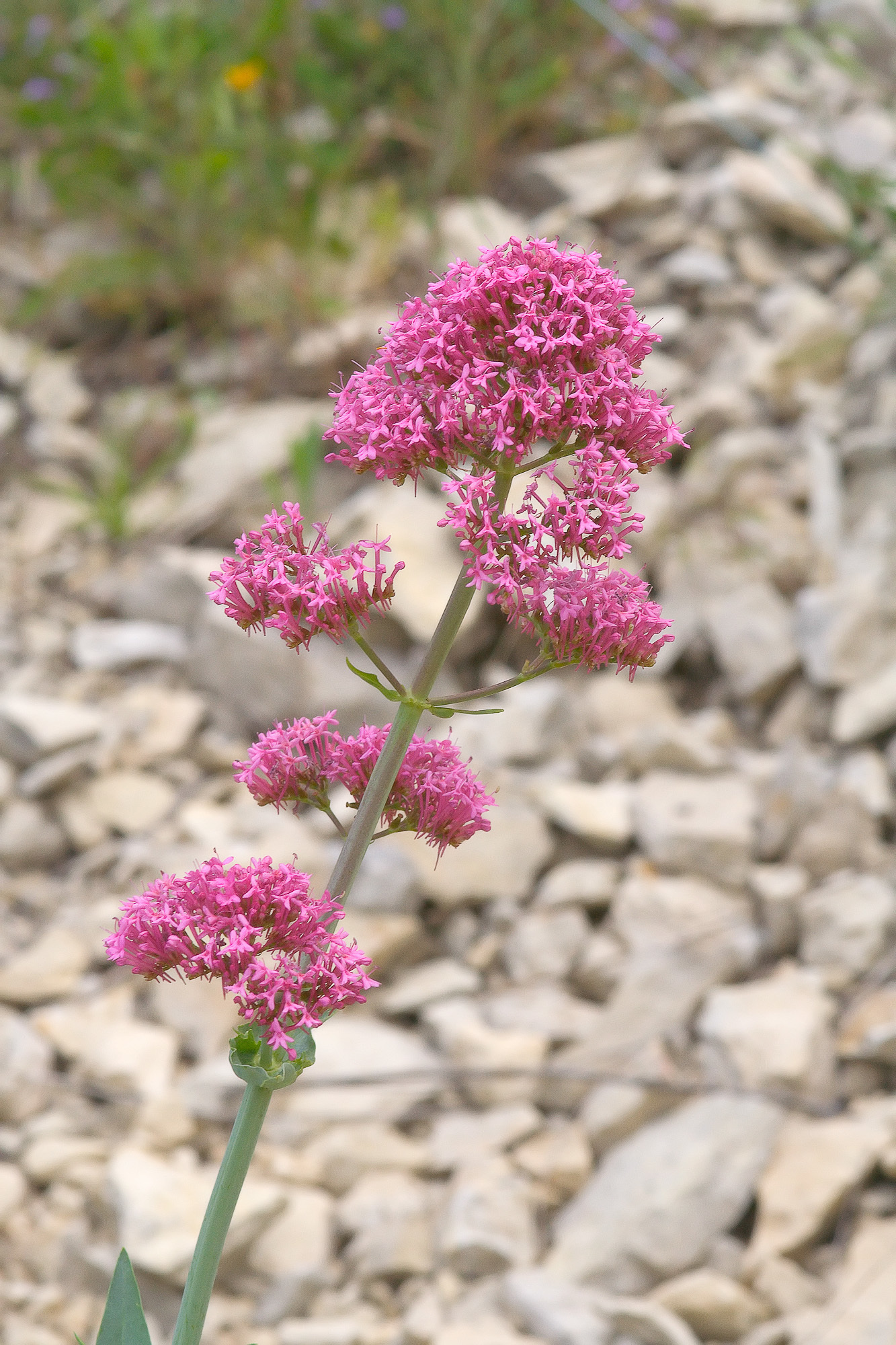 Centranthus ruber (rights holder: Sarah Gregg)