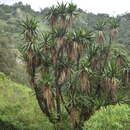 Image of Yucca jaliscensis (Trel.) Trel.