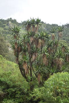 Image of Yucca jaliscensis (Trel.) Trel.