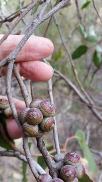 Imagem de Eucalyptus baxteri (Benth.) Maiden & Blakely