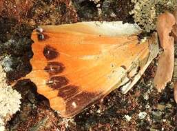 Image of Charaxes marmax Westwood 1848