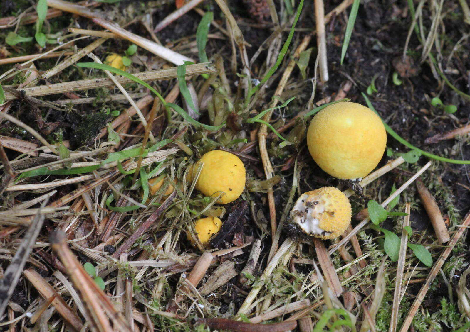 Image of Bovista aestivalis (Bonord.) Demoulin 1979