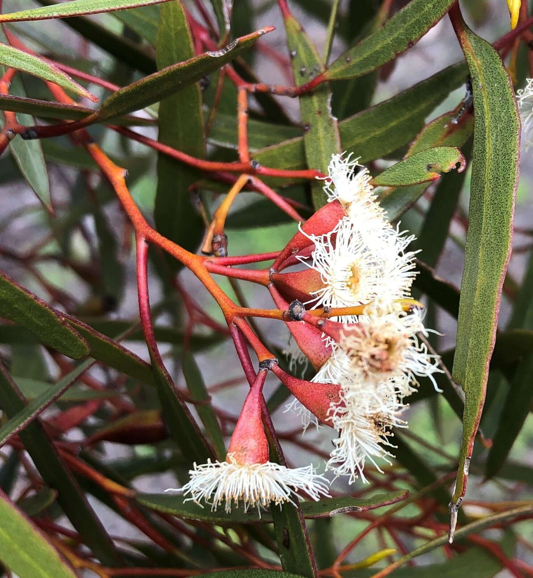 Image of Gooseberry Mallee