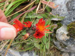 Image of orange hawkweed