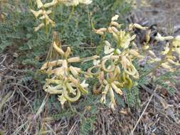 Image of curvepod milkvetch