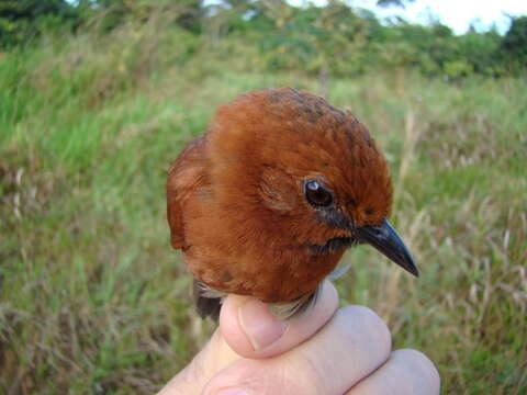 Image of Ruddy Spinetail